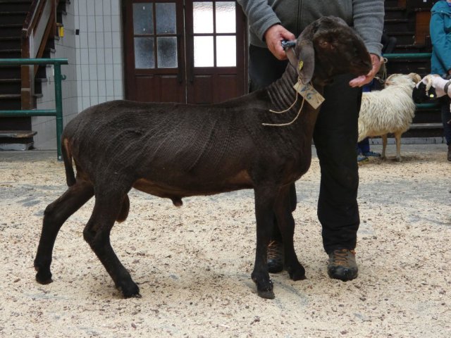 DE010990770076 BY-BJ